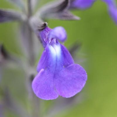 Salvia microphylla 'Delice Feline'